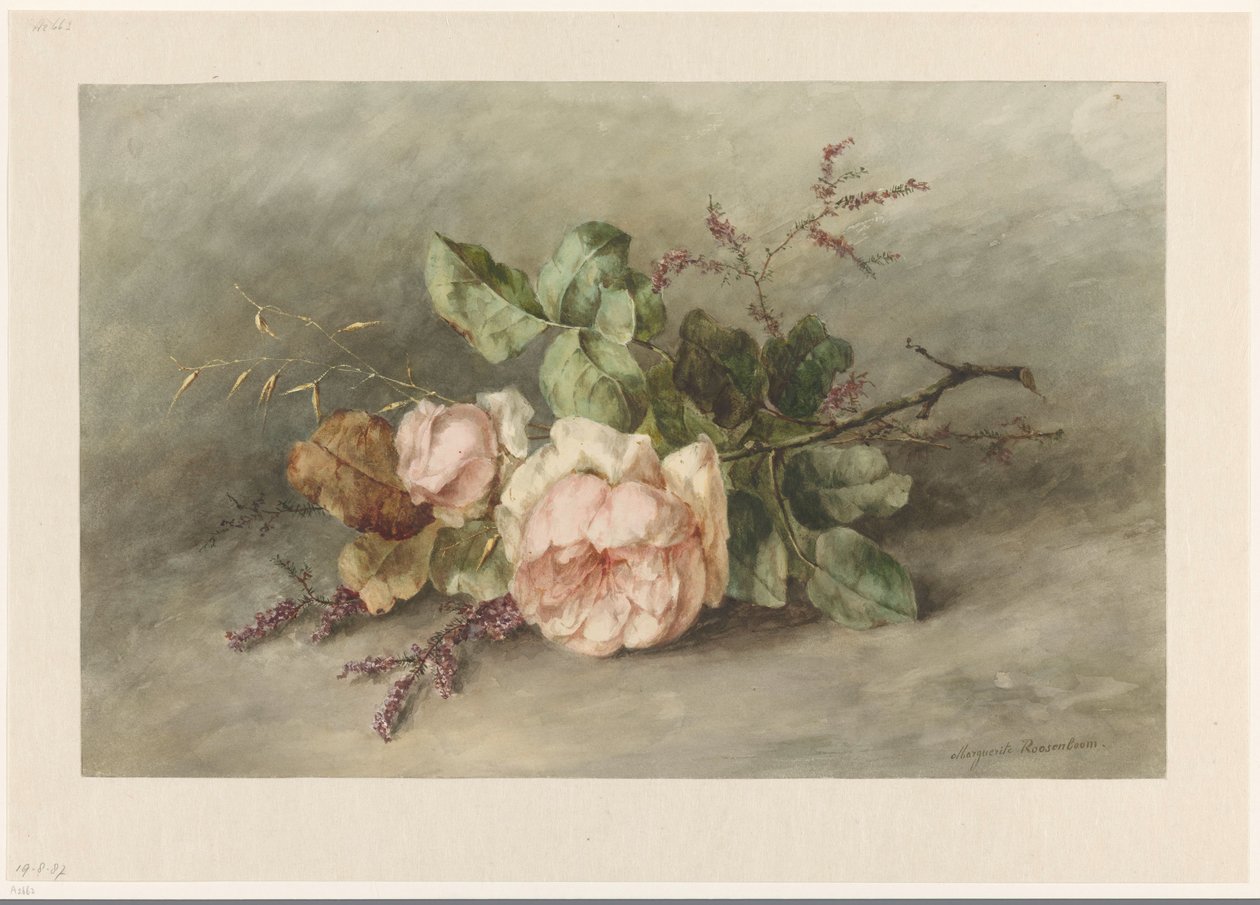 Rose da Margaretha Roosenboom