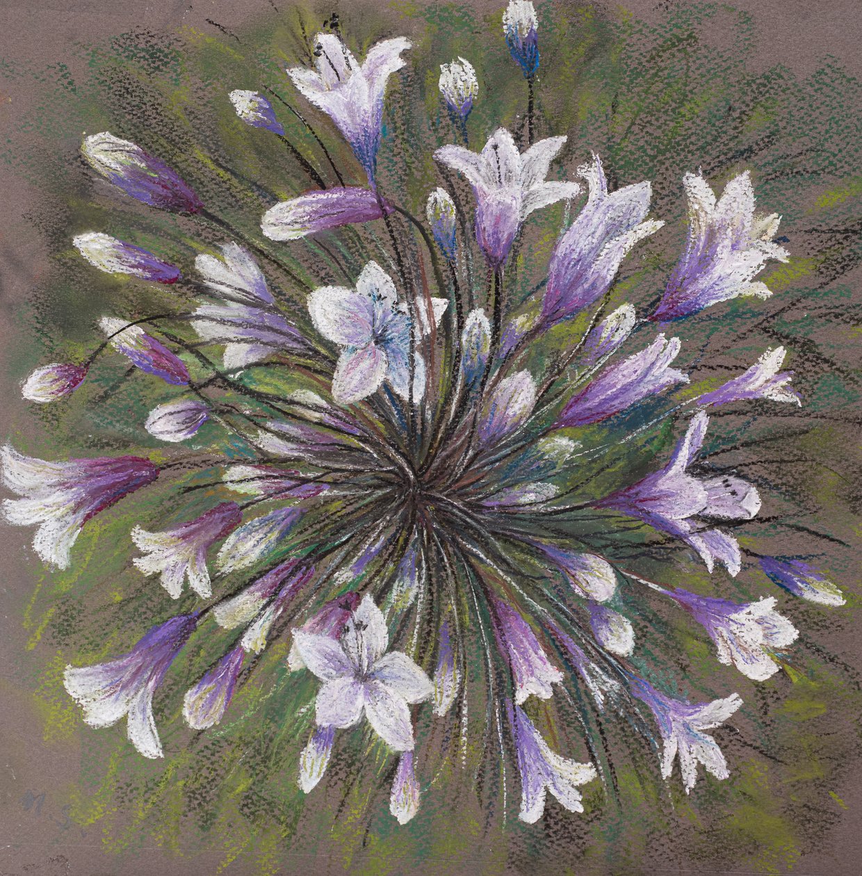 Famiglia di Allium da Margo Starkey