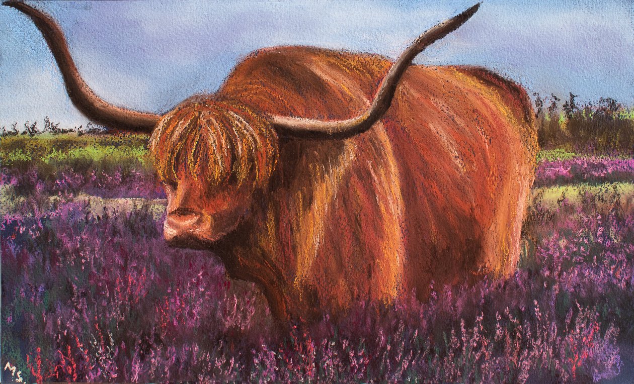 Toro delle Highlands nelle brughiere scozzesi da Margo Starkey
