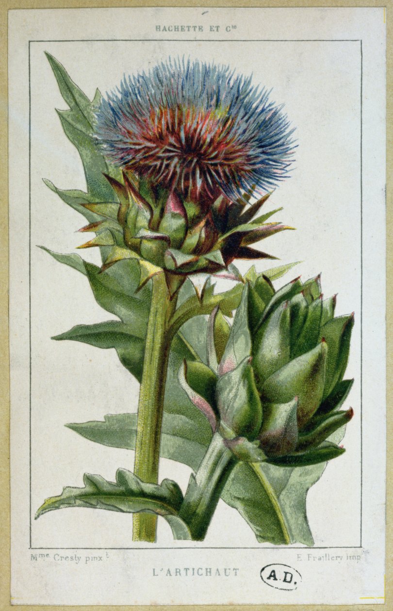 Carciofo, tavola botanica, inciso da E. Fraillery da Marguerite Buret