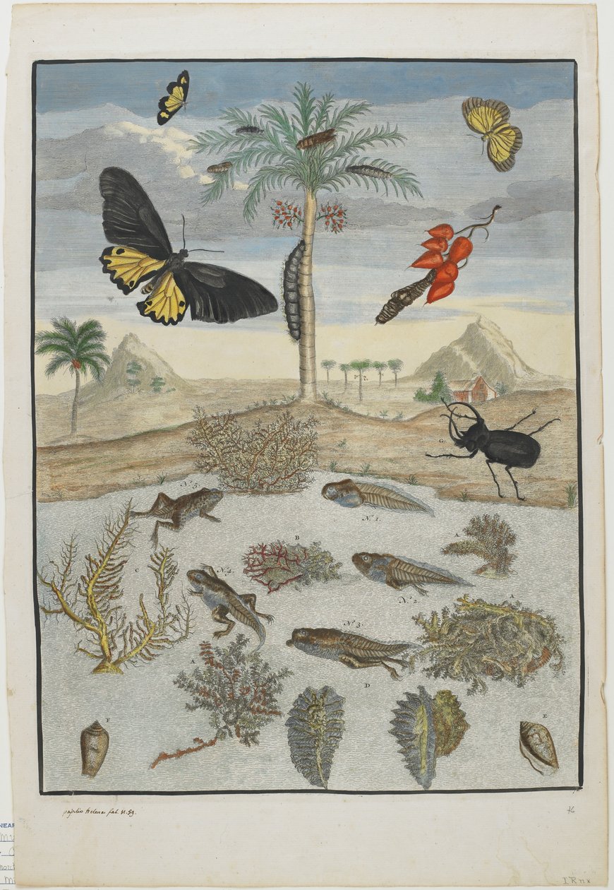 Insetti e pesci con sfondo insulare, 1705-71 da Maria Sibylla Merian