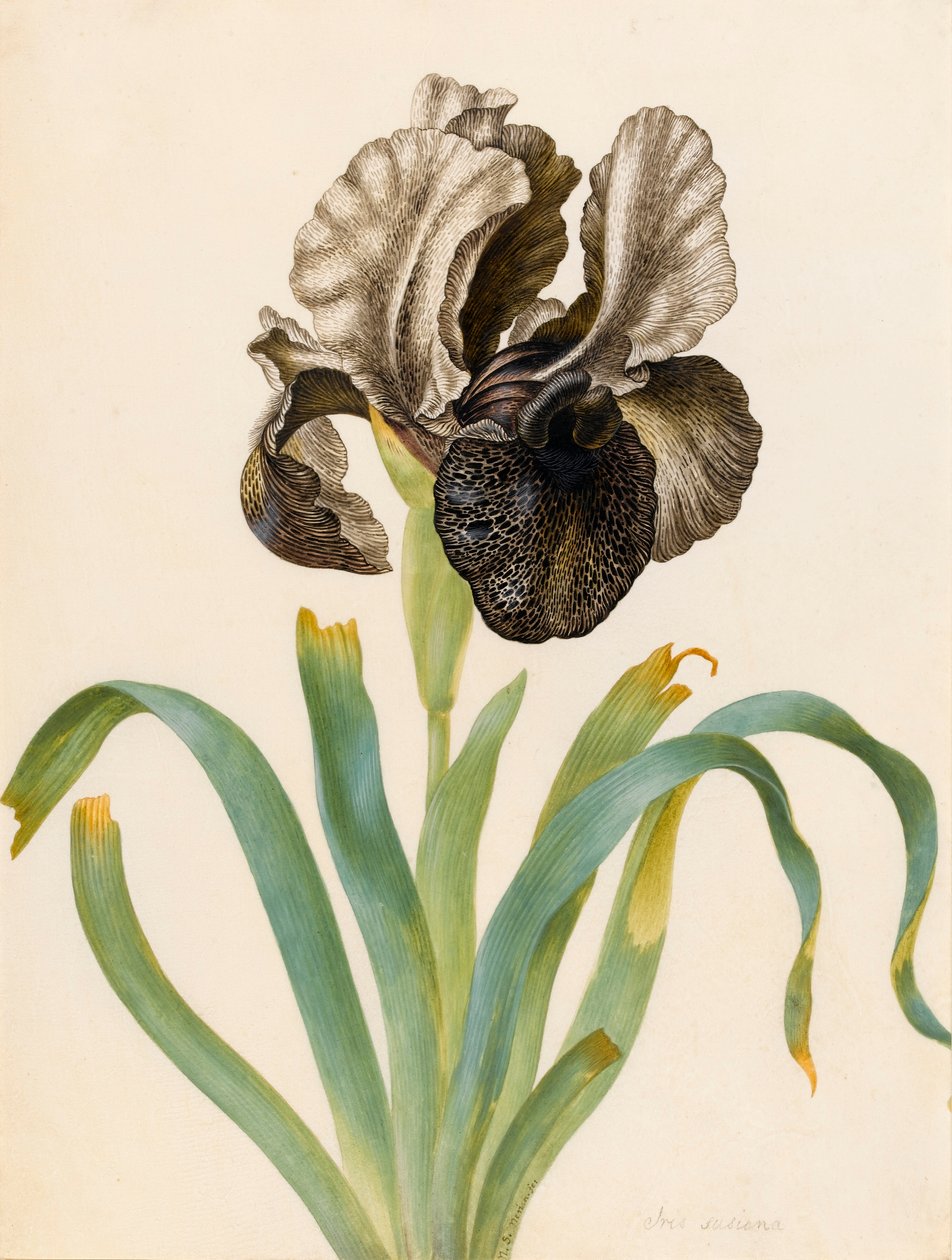 Iris Susiana da Maria Sibylla Merian