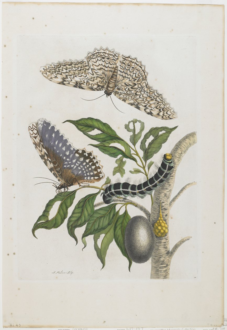 Falene, bruchi e fogliame, 1705-71 da Maria Sibylla Merian