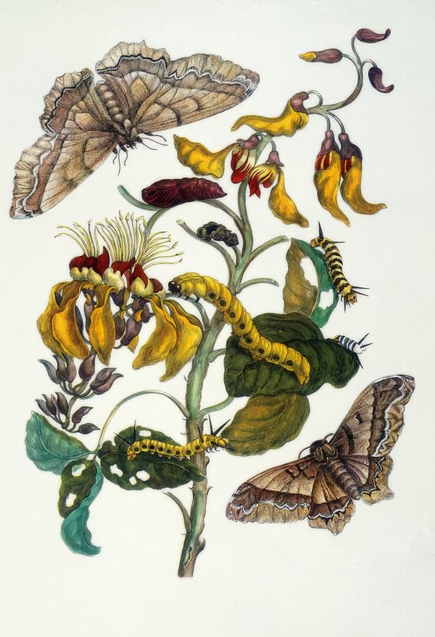 M.S.Merian, Albero di corallo e baco da seta da Maria Sibylla Merian