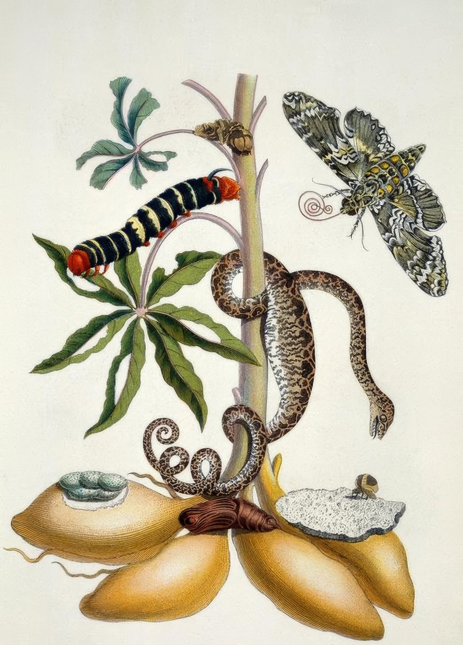 Manioca / M.S.Merian da Maria Sibylla Merian