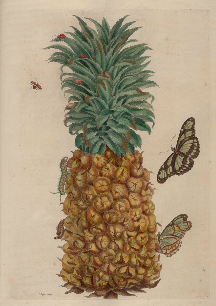 Ananas e scarafaggio, illustrazione da Metamorphosis insectorum Surinamensium da Maria Sibylla Merian