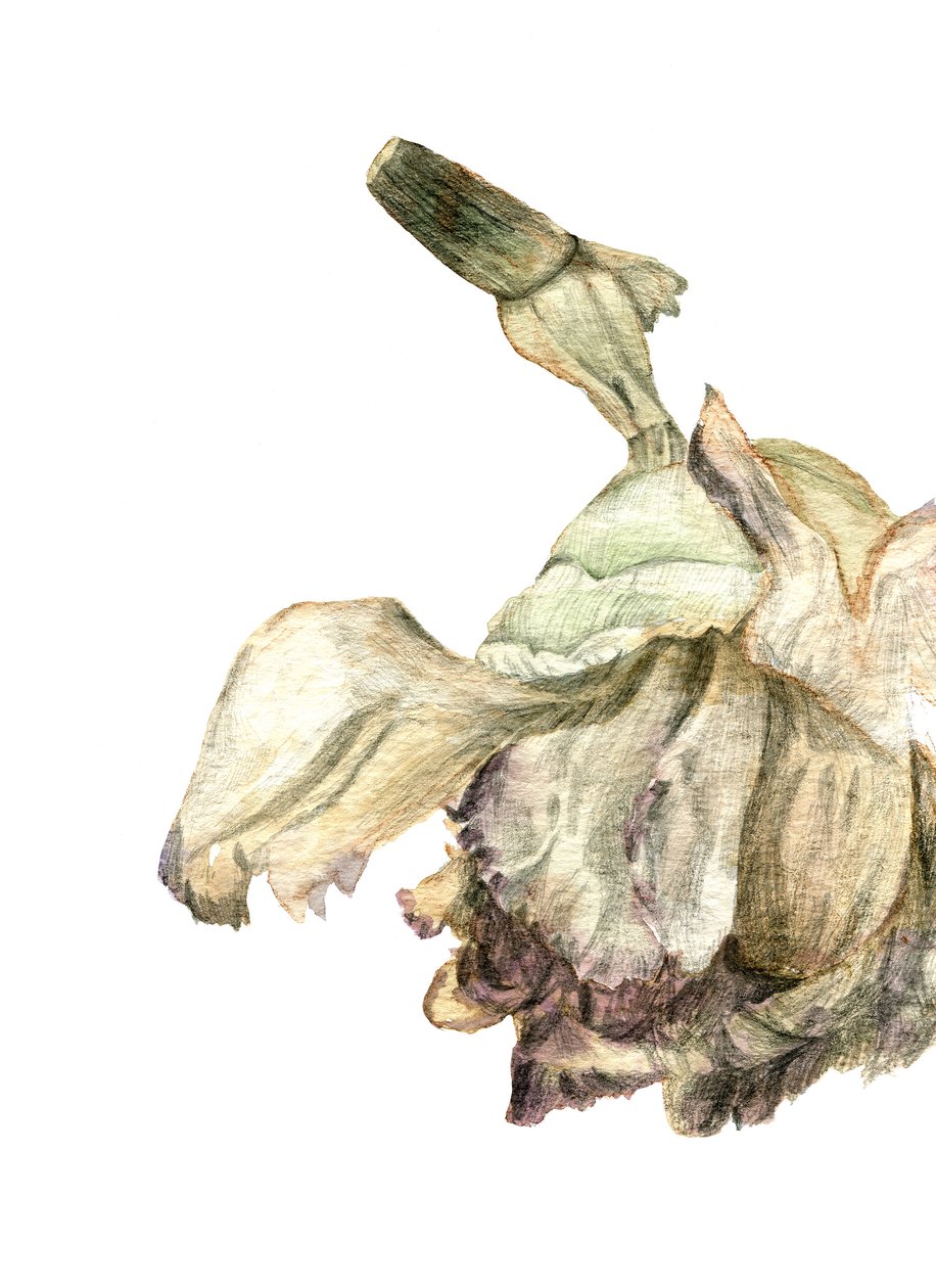 Fiore di garofano, 2018 da Maria Basea