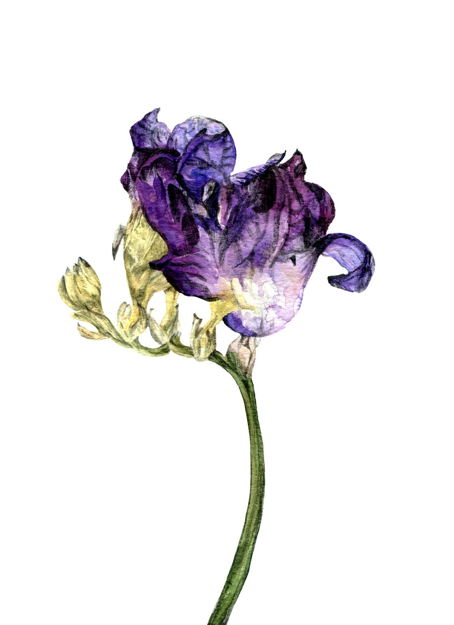 Fiore di fresia, 2018 da Maria Basea
