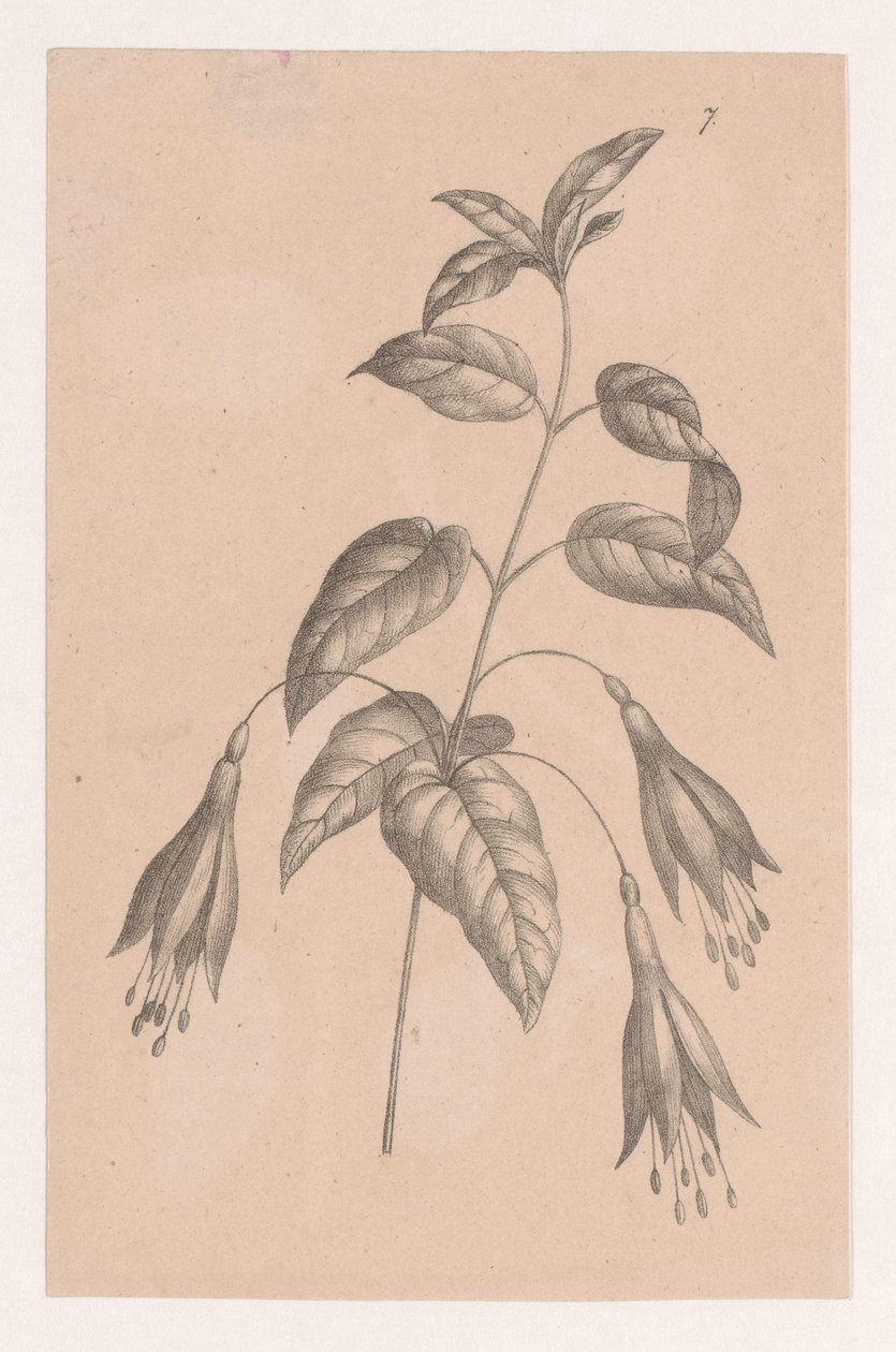 Ramo con fiori da Maria Geertruida de Goeje Barbiers (attributed to)