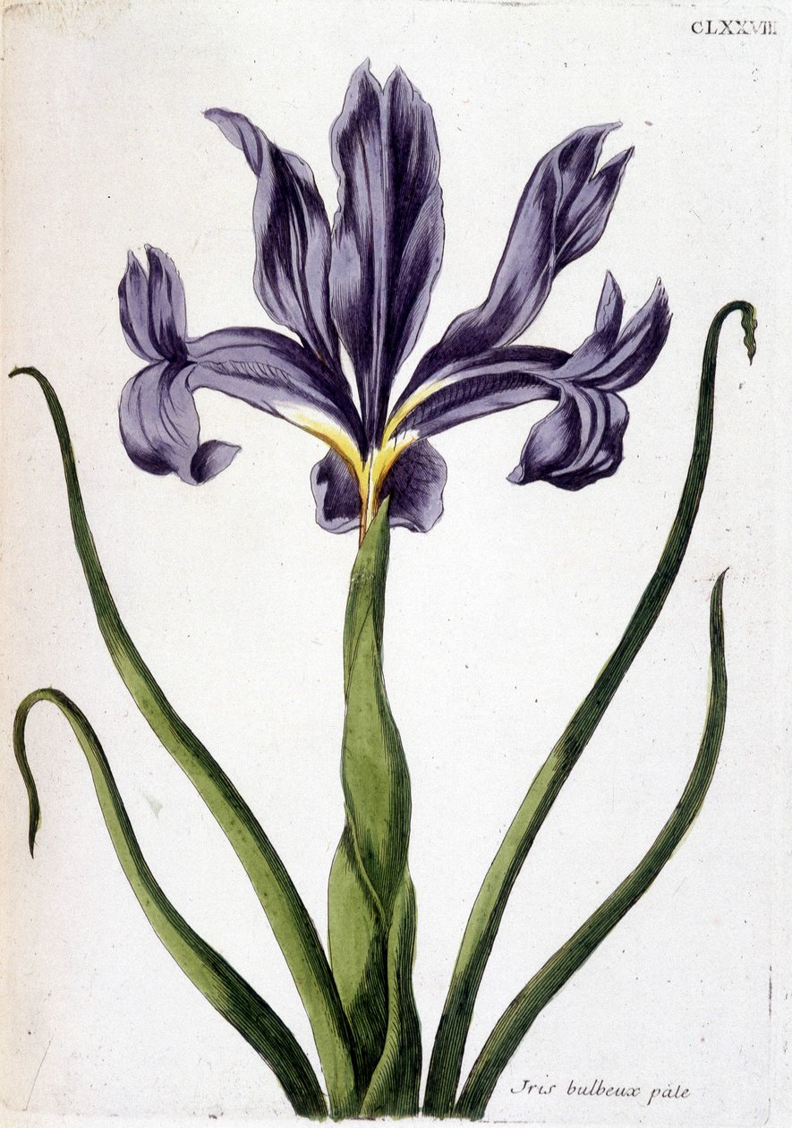 Immagine sconosciuta da Maria Sibylla Merian
