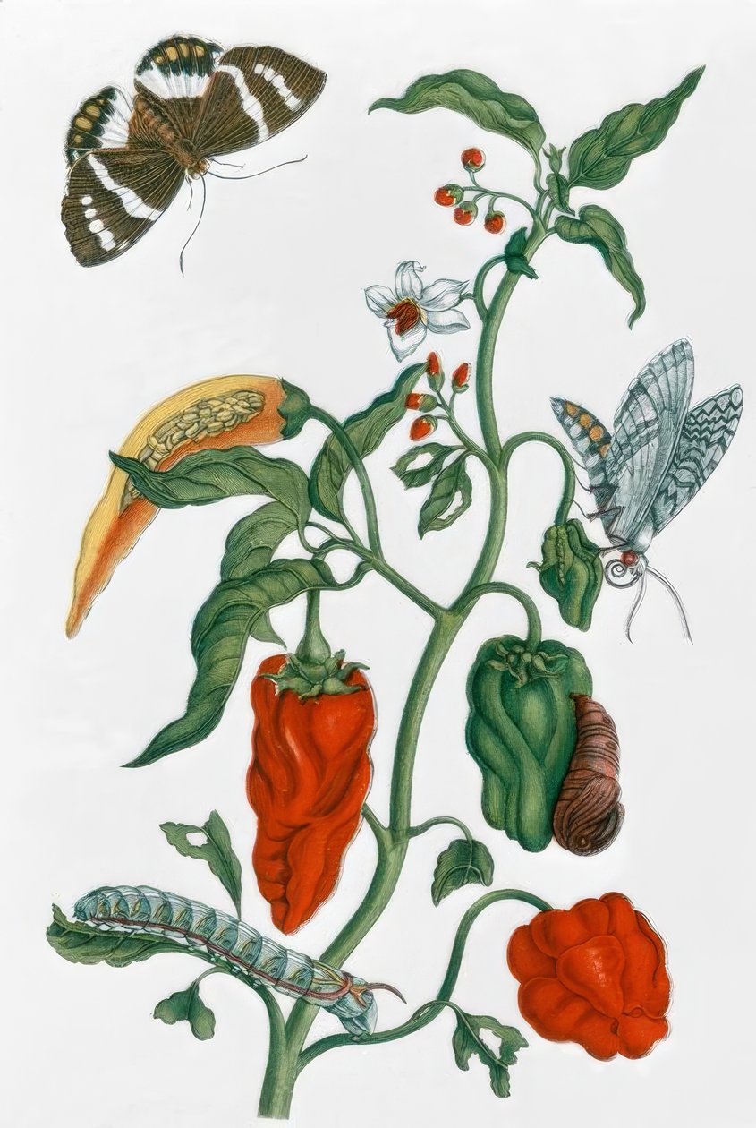 Pepe spagnolo da Maria Sibylla Merian