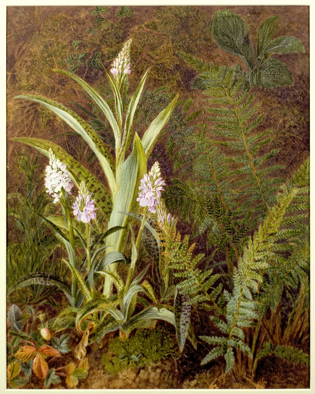 Orchidee selvatiche da Marian Emma Chase