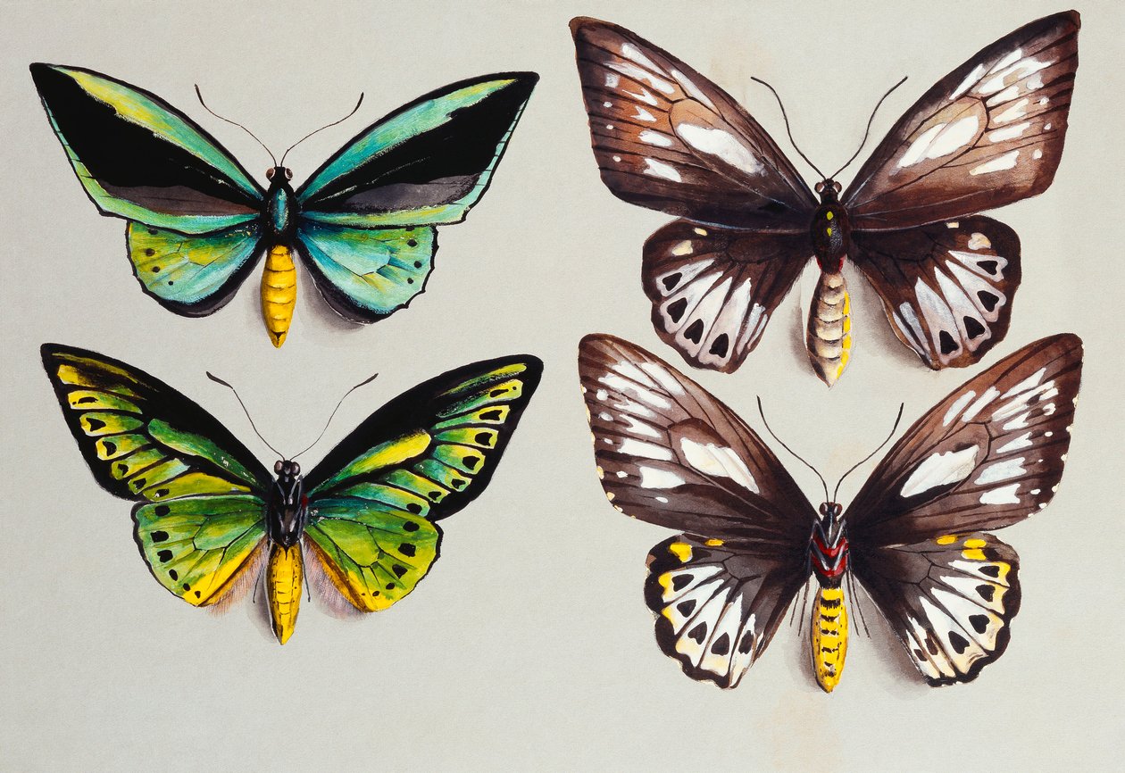 Quattro Farfalle Birdwing da Marian Ellis Rowan