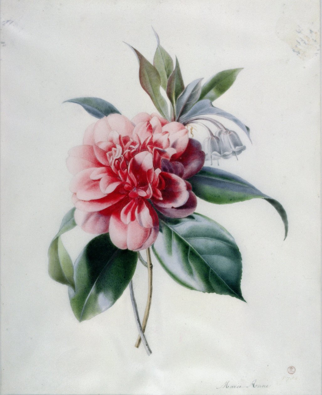 Camellia da Marie Anne