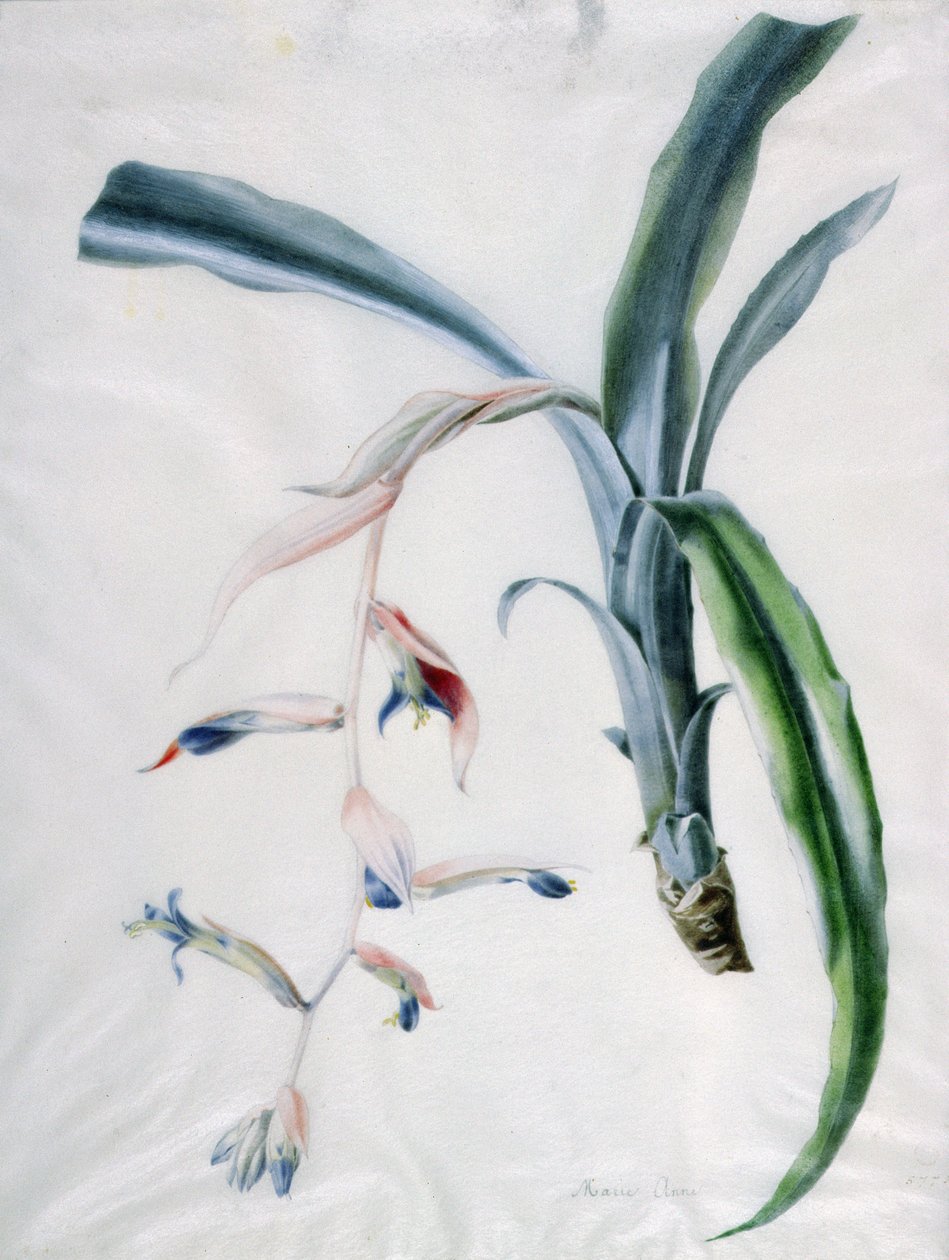 Orchidea, XVIII secolo da Marie Anne