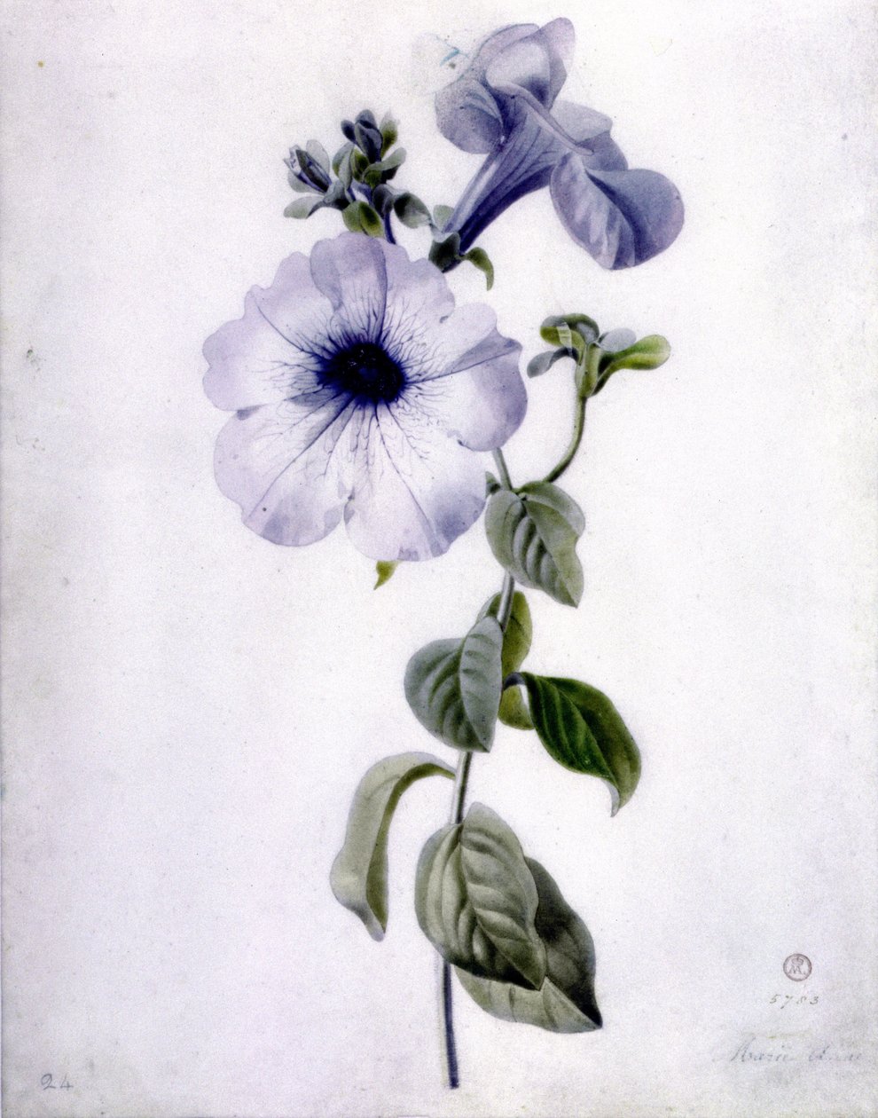 Petunia da Marie Anne