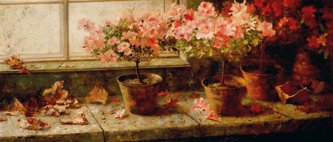 Azaleenstocke am Fenster da Marie Egner