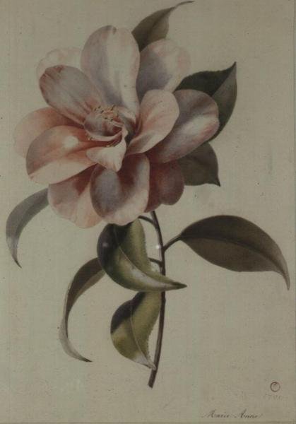 Camelia da Marie Anne