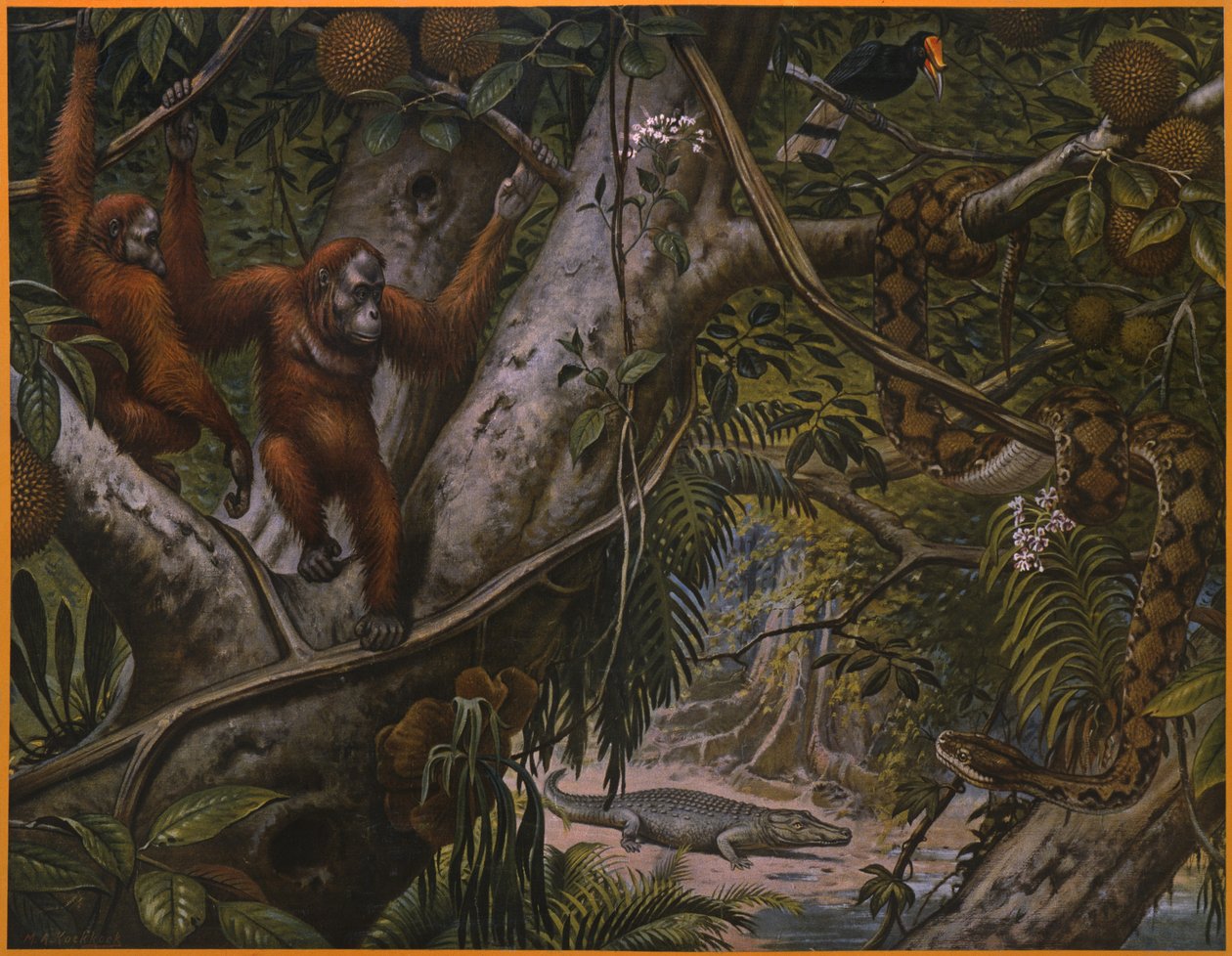 Animali selvatici della foresta pluviale da Marinus Adrianus Koekkoek