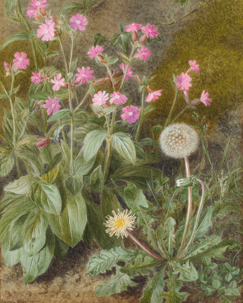 Rose Campions e Dente di leone, 1875 da Marion Chase