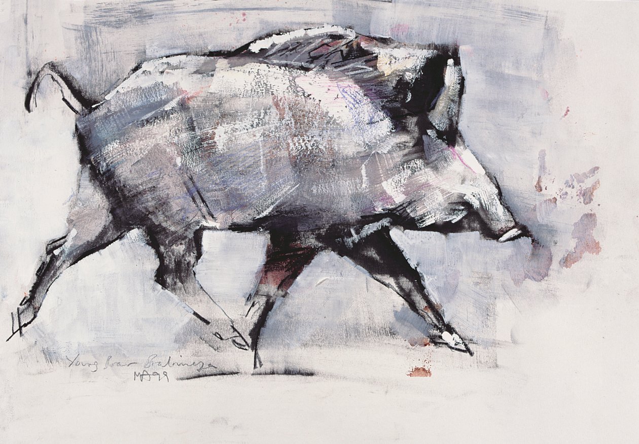 Giovane cinghiale, Bialowieza, Polonia da Mark Adlington
