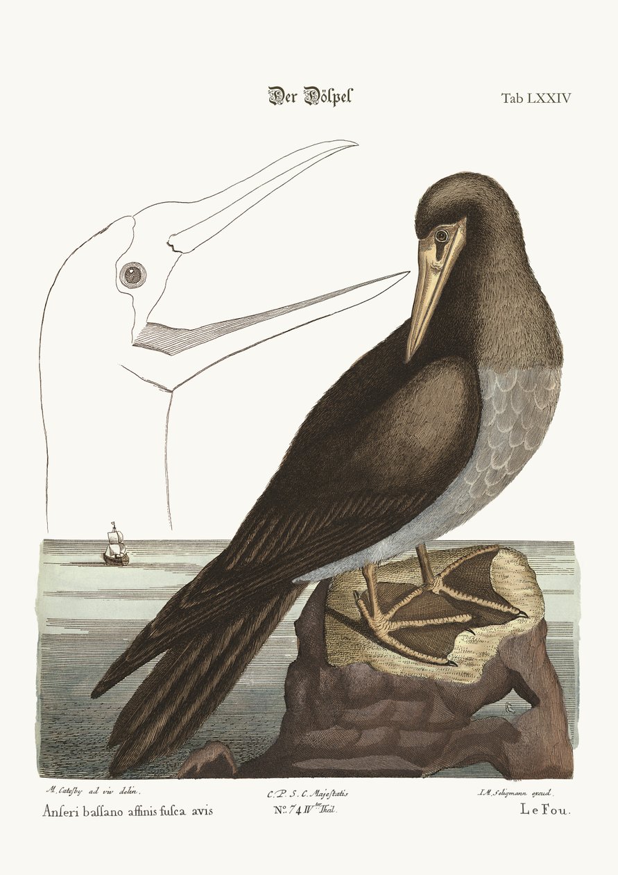 La Sula, 1749-73 da Mark Catesby