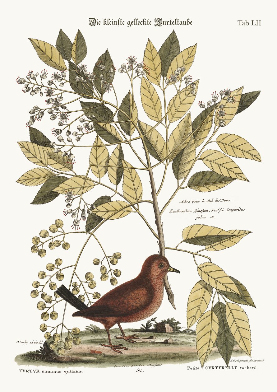 La Colomba di Terra, 1749-73 da Mark Catesby