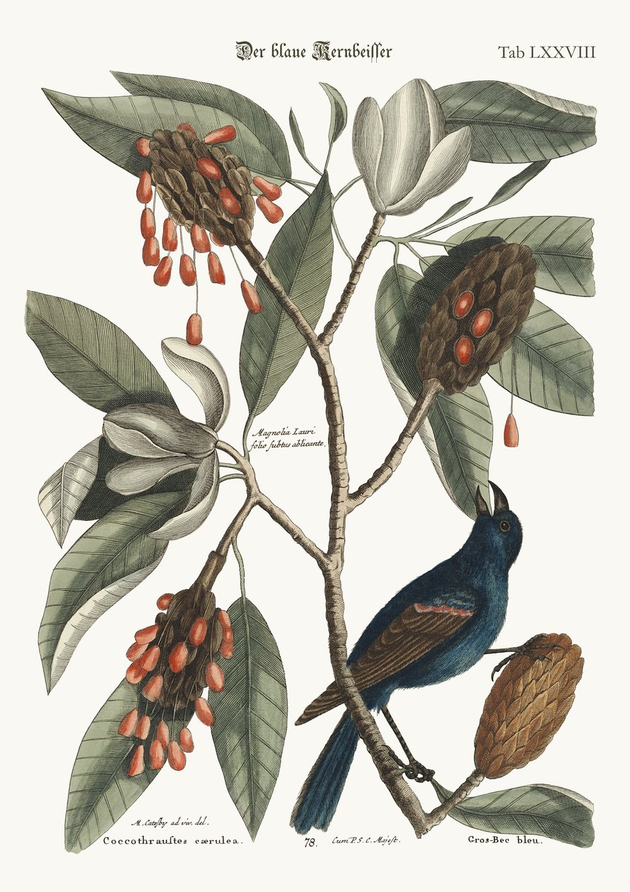 Il beccogrosso blu, 1749-73 da Mark Catesby