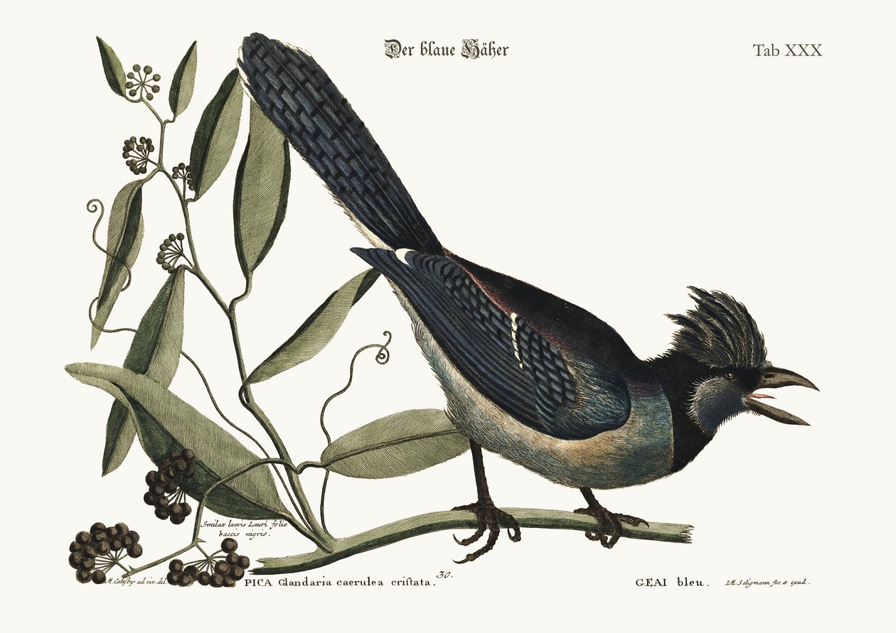 La Ghiandaia Blu, 1749-73 da Mark Catesby