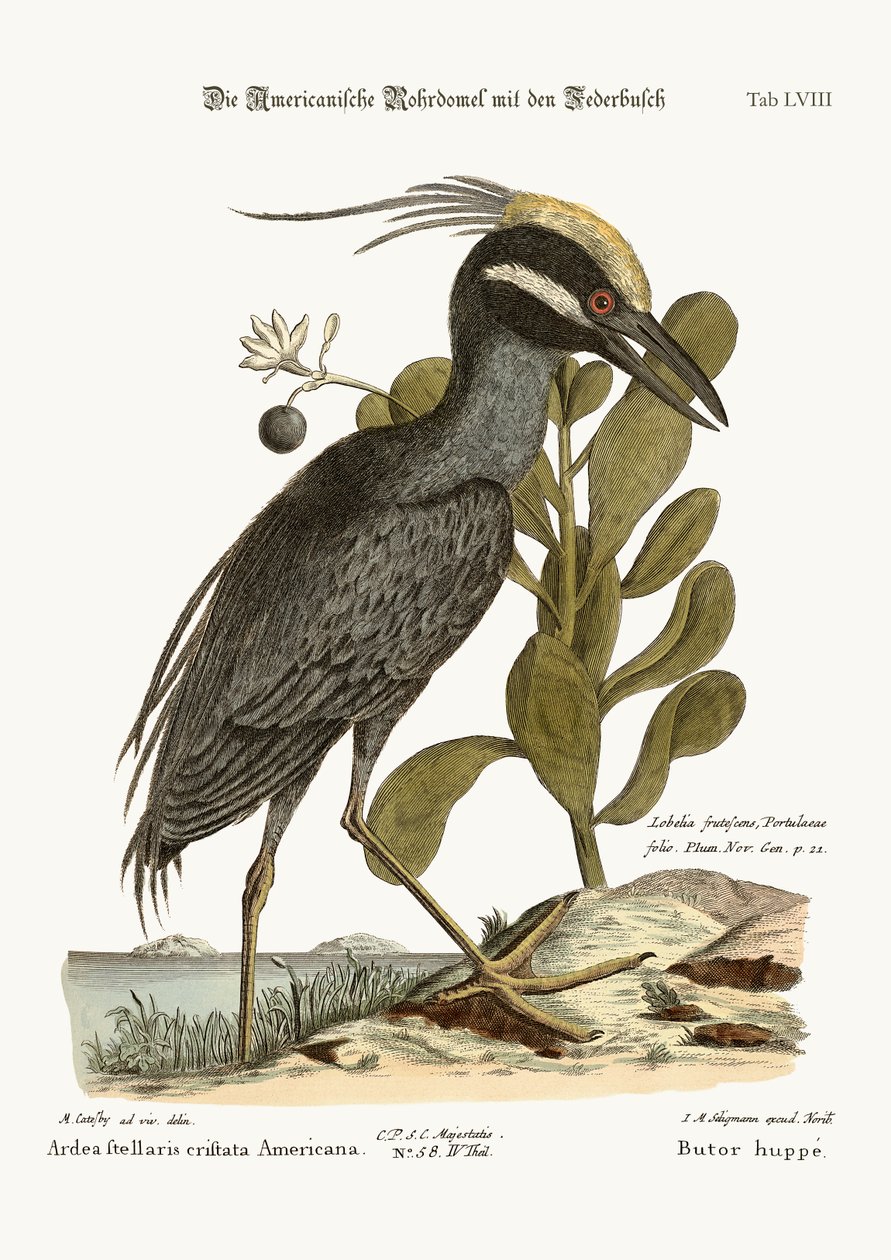 Il tarabuso crestato, 1749-73 da Mark Catesby