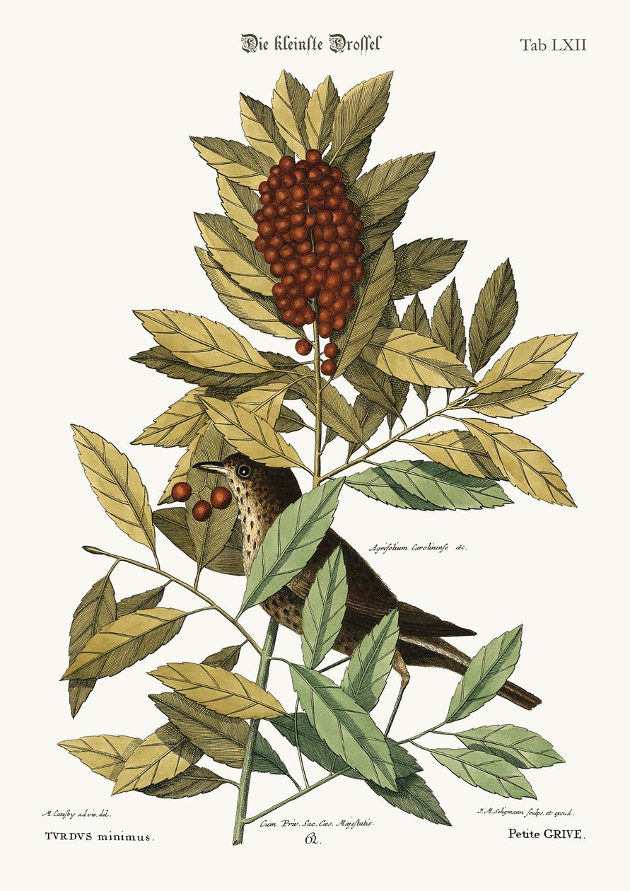 Il piccolo Tordo, 1749-73 da Mark Catesby