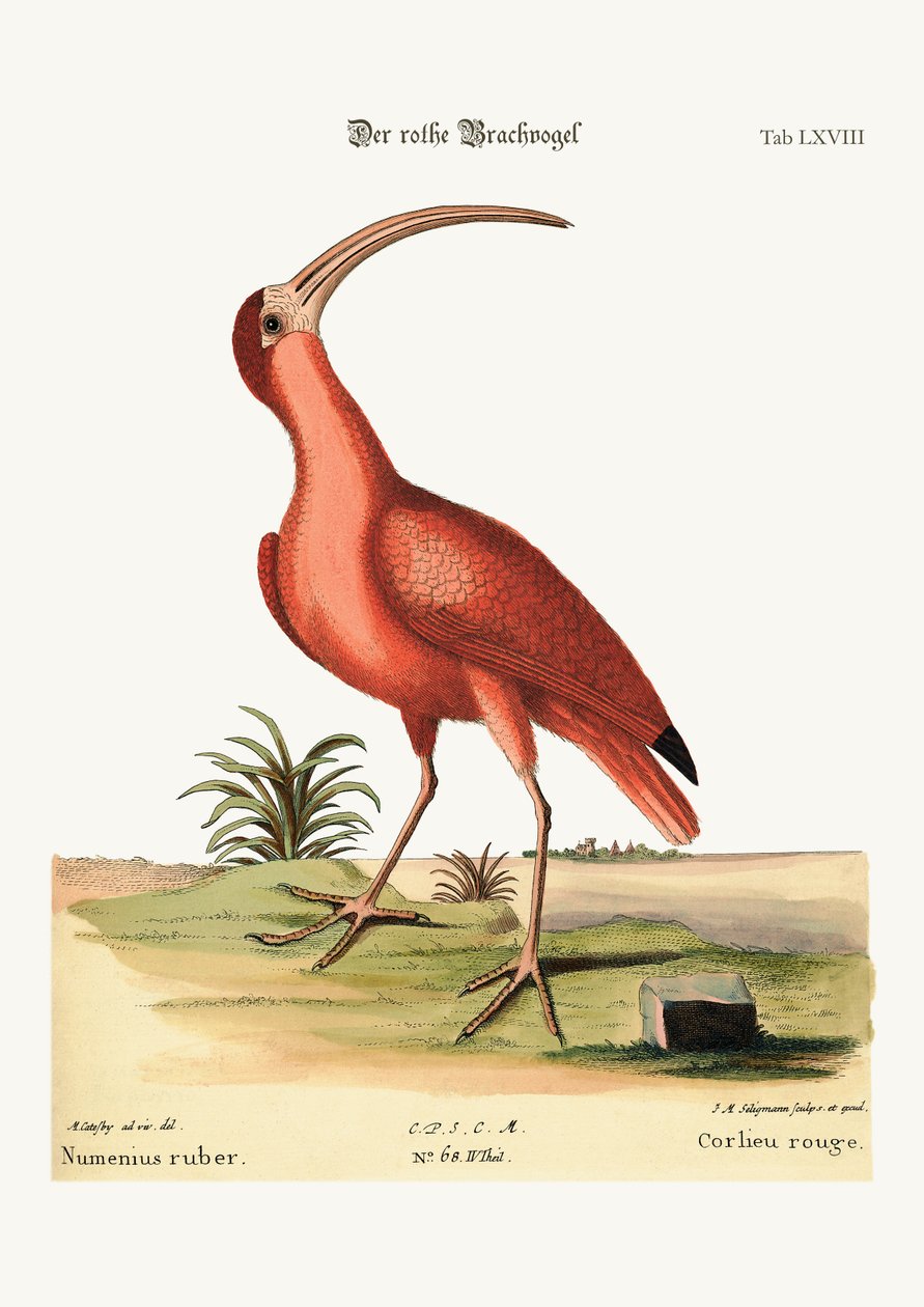 Il Chiurlo Rosso, 1749-73 da Mark Catesby