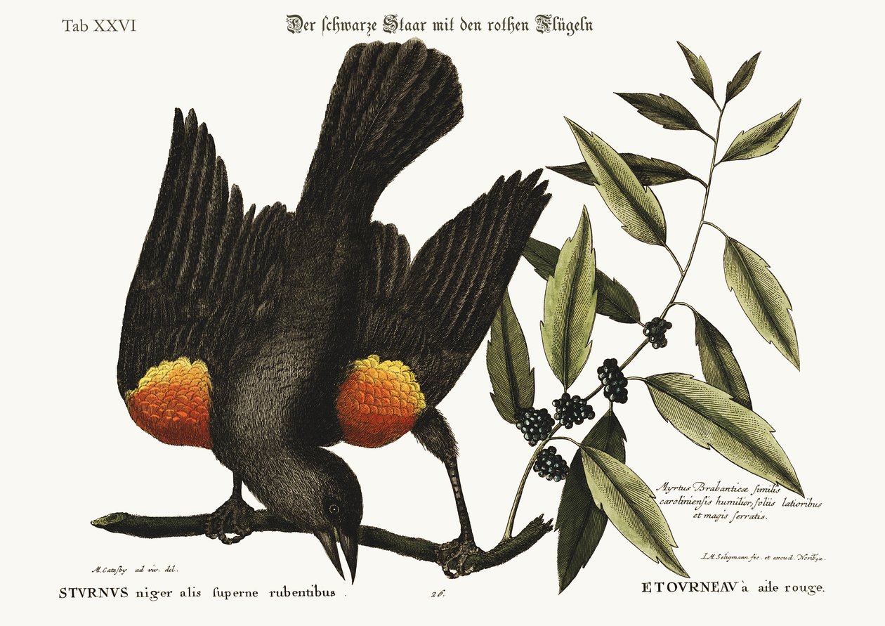 Lo Storno dalle ali rosse, 1749-73 da Mark Catesby