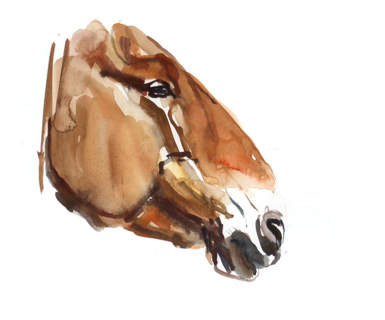 Testa antica (Przewalski) da Mark Adlington