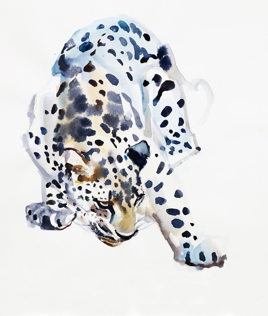 Leopardo arabo, 2008 da Mark Adlington