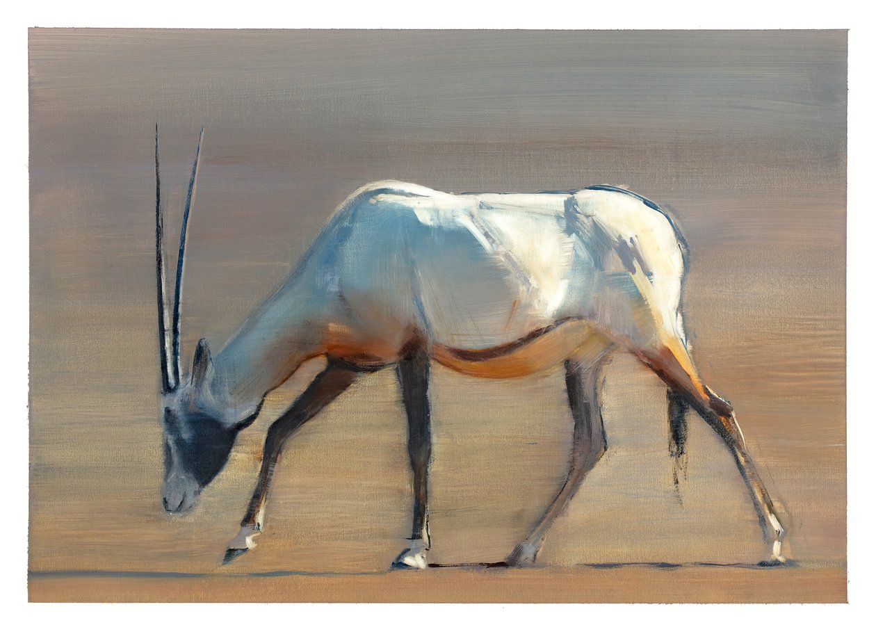 Oryx arabo, 2010 da Mark Adlington