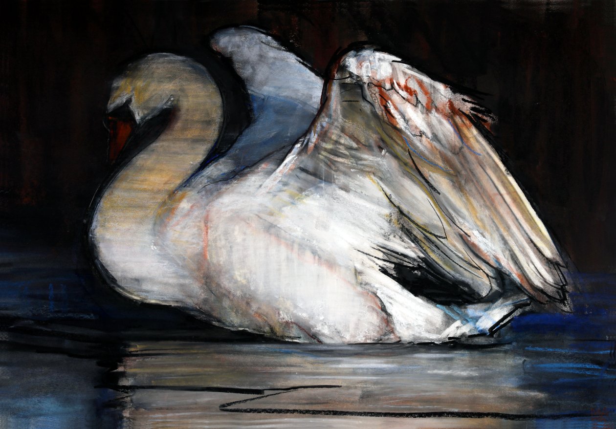 Cigno Notturno, 2022 da Mark Adlington
