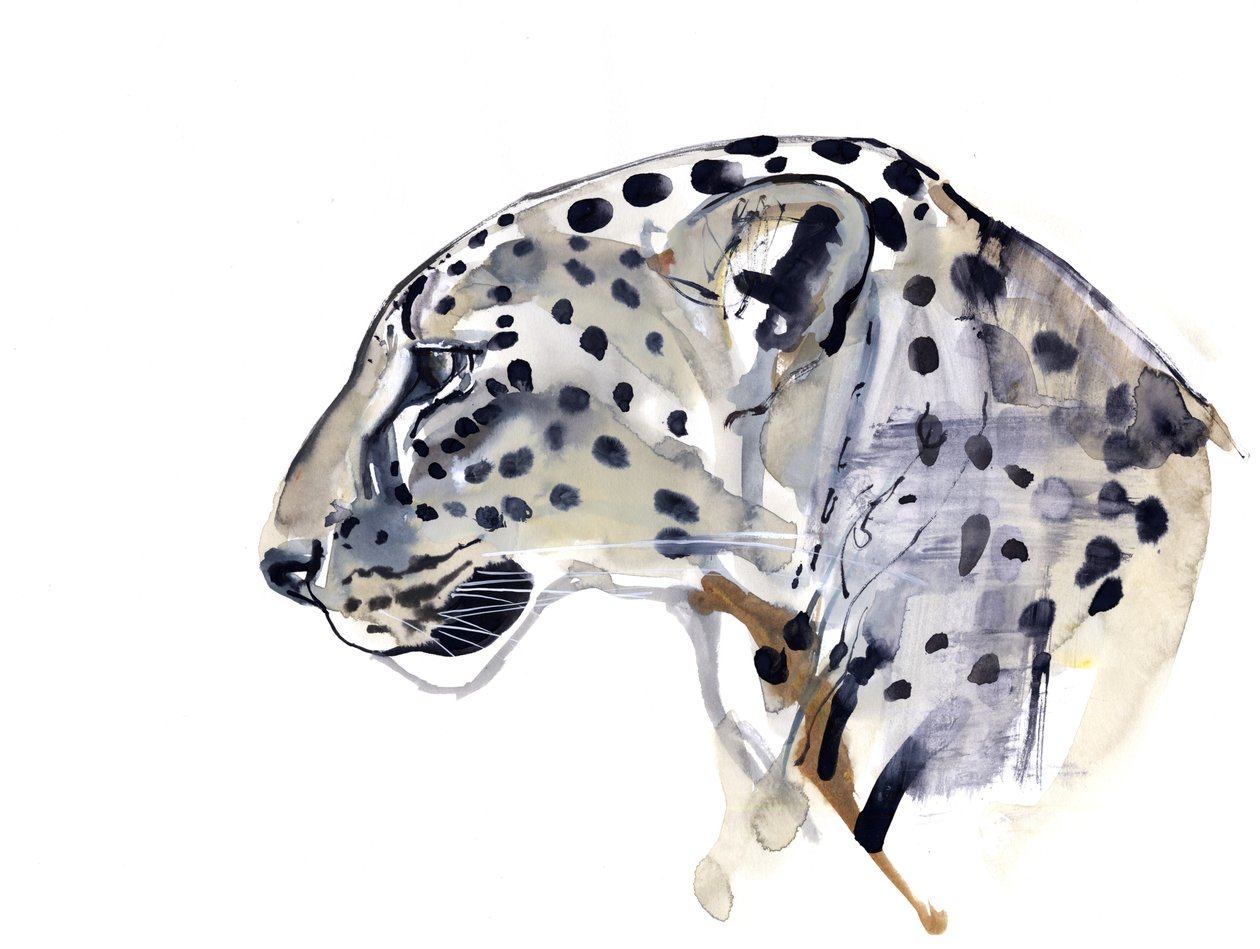 Profilo (Leopardo arabo), 2008 da Mark Adlington