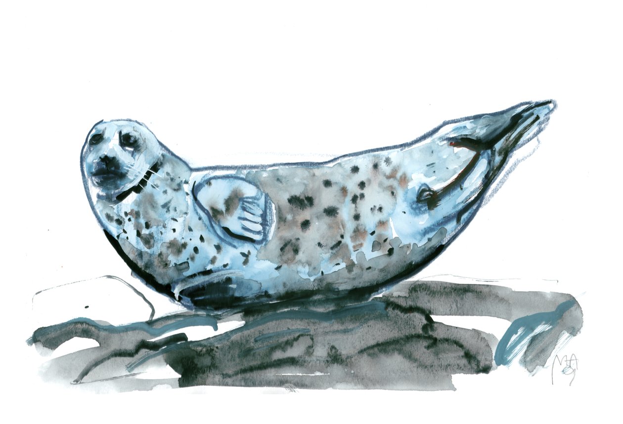 Rocky (foca) da Mark Adlington