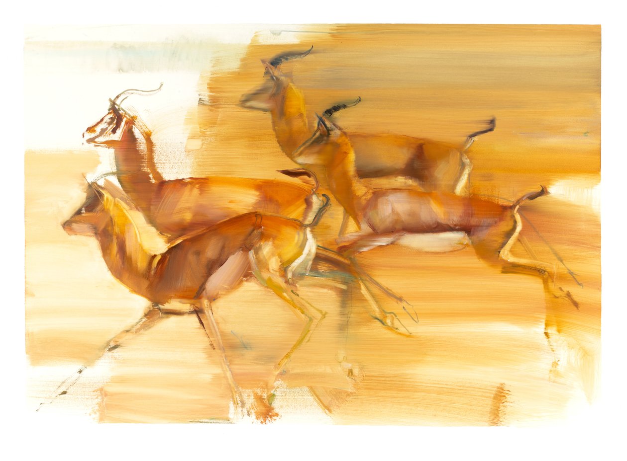 Gazzelle in Corsa, 2010 da Mark Adlington