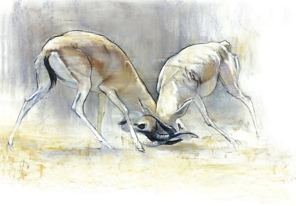 Gazzelle della sabbia, 2009 da Mark Adlington