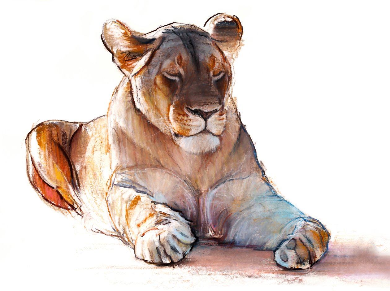 Leonessa yogi, 2019 da Mark Adlington