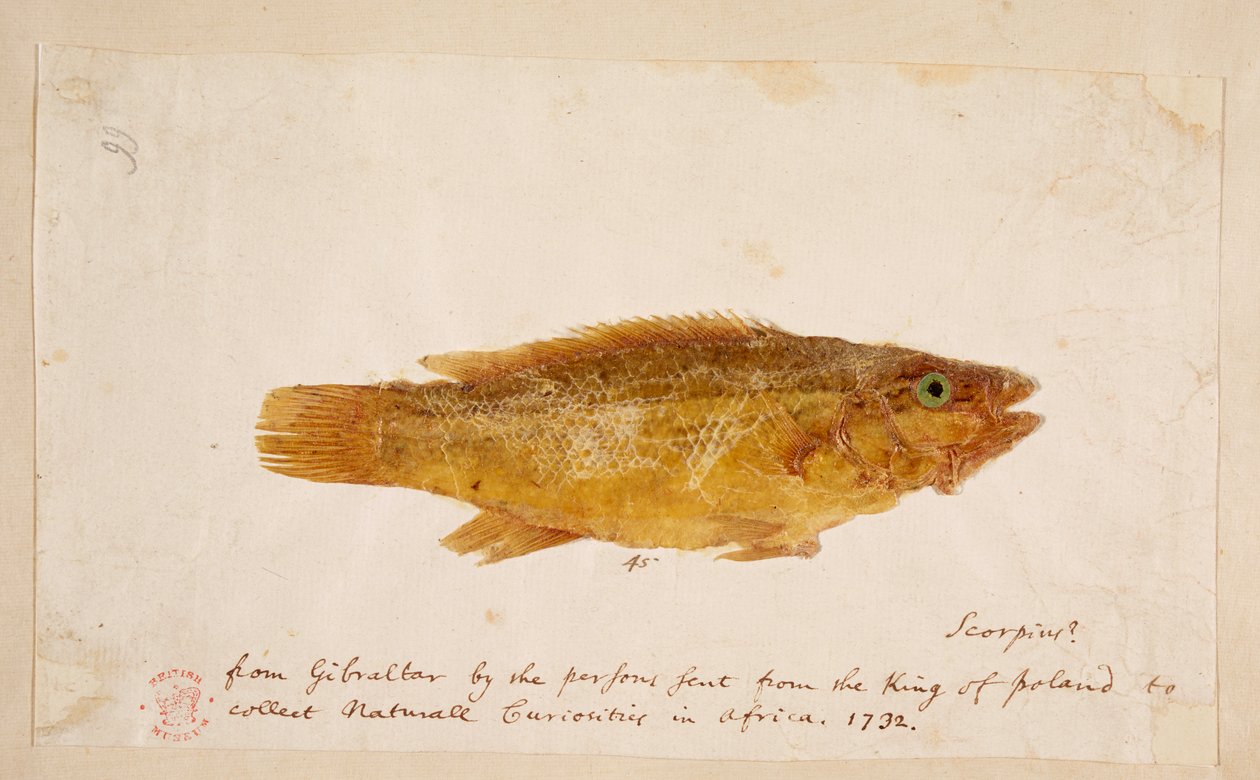 Un pesce da Mark Catesby