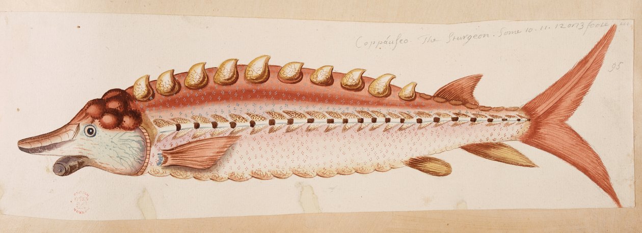 Un pesce da Mark Catesby