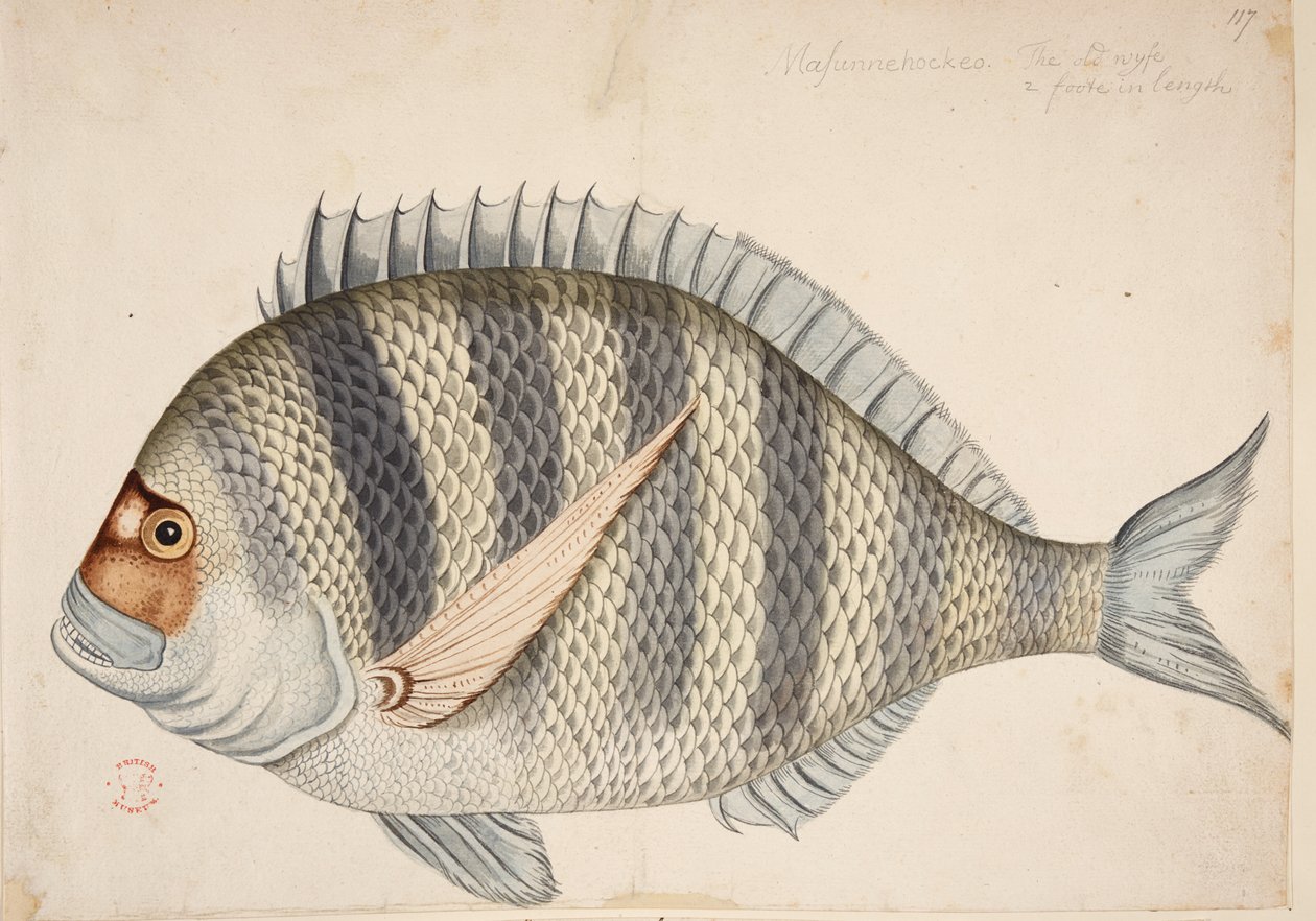 Un pesce da Mark Catesby