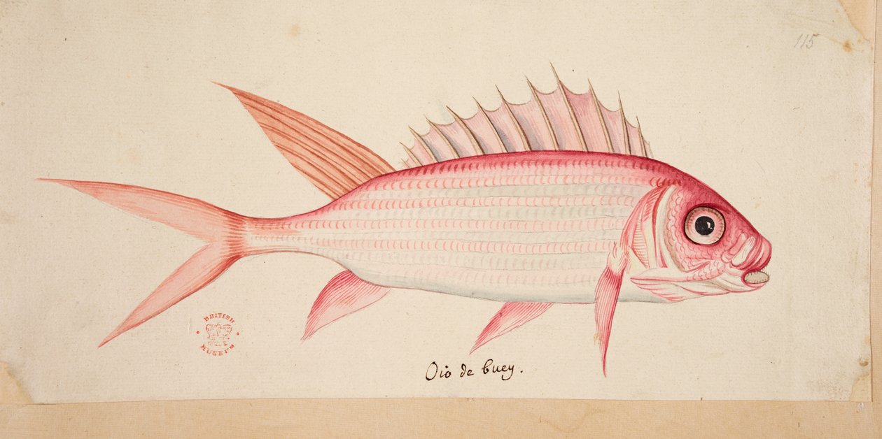 Un pesce da Mark Catesby