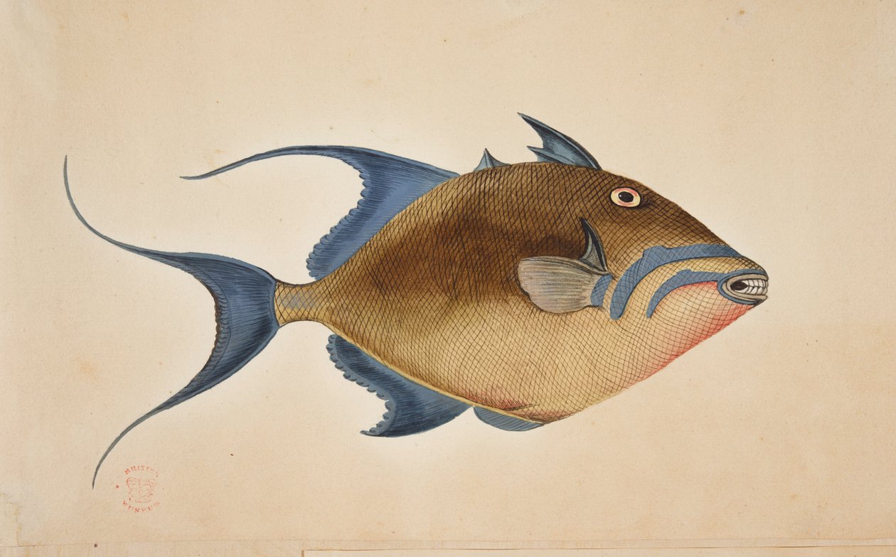 Un pesce da Mark Catesby