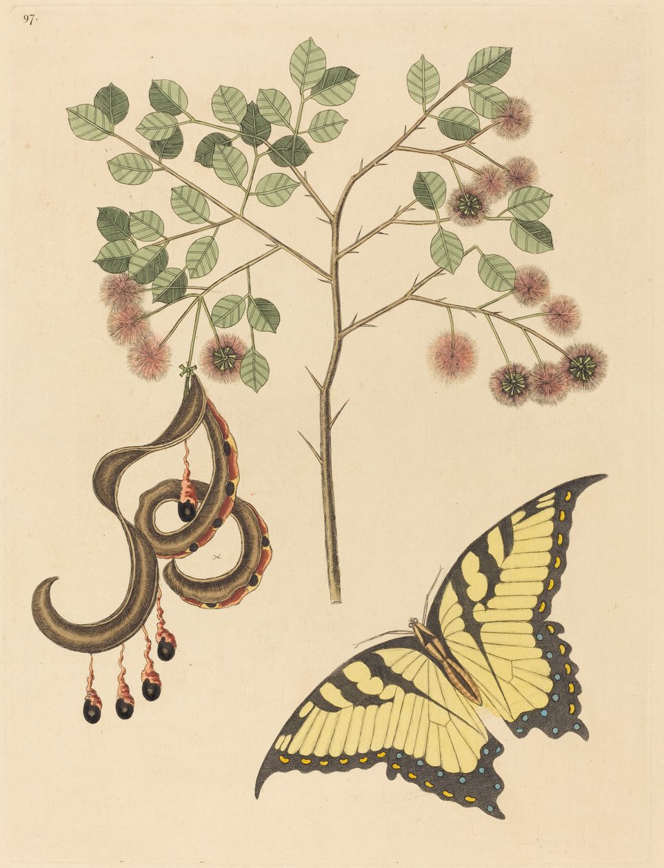 Mimosa artiglio di gatto da Mark Catesby
