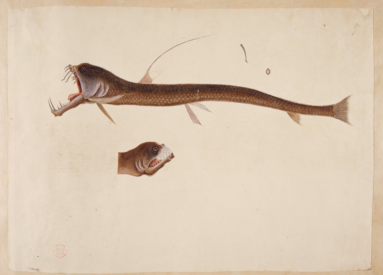 Chauliodus sloanei. Una creatura simile a un