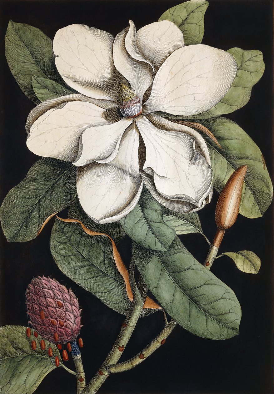 Albero di alloro da Mark Catesby